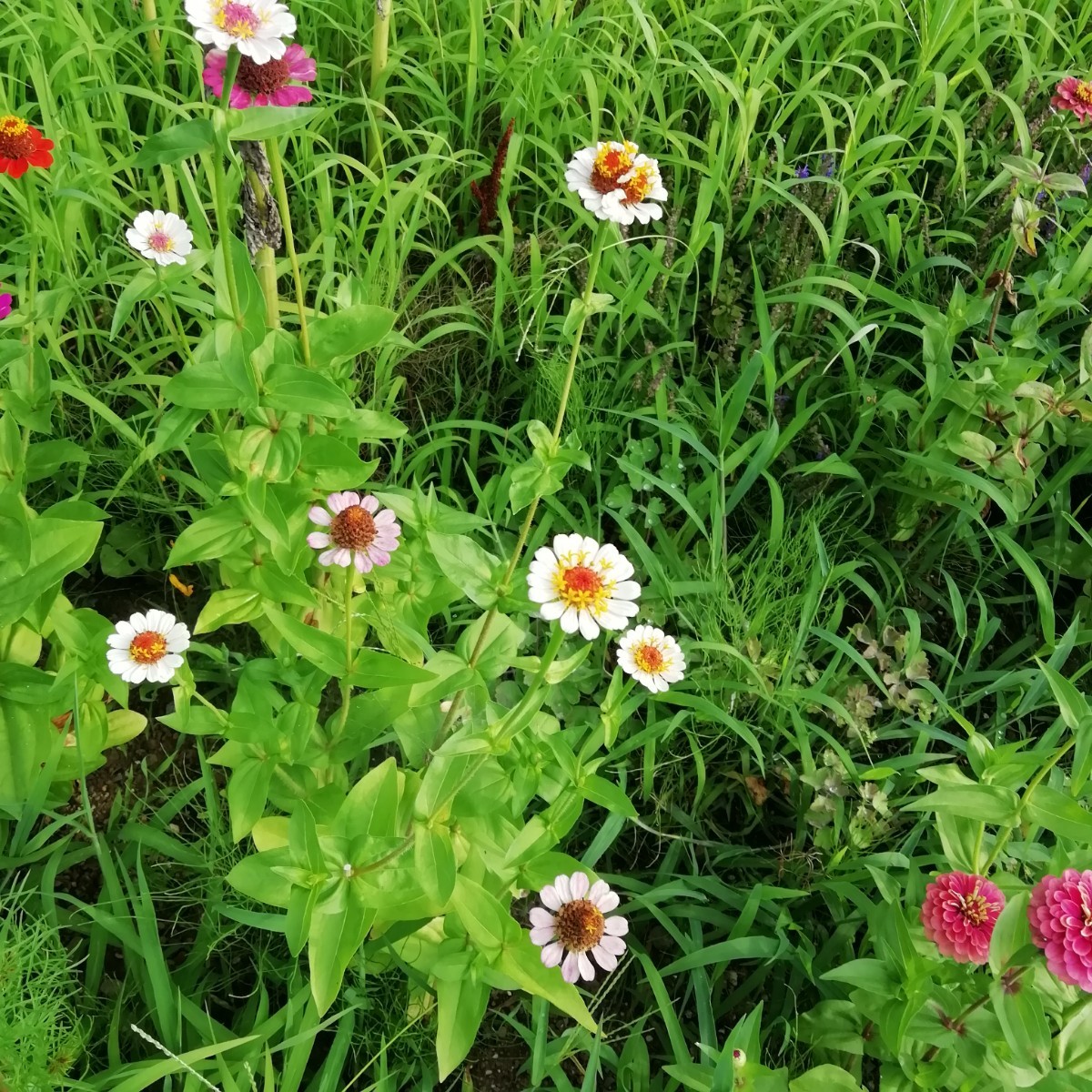 ジニア 白 15粒 百日草 同梱可能 花の種 種子 春夏蒔き ホワイト〜薄ピンク 紅 シングル 一重の画像4