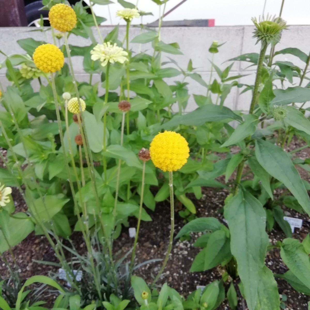 クラスペディア ゴールドスティック 種子10粒宿根草 丸いポンポン 黄色のお花 花の種 ドライフラワー ゴルフビューティー ピンポン玉の画像3