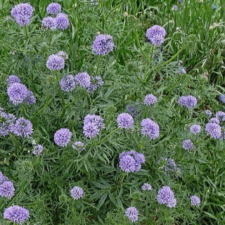 ギリアとクラスペディア カピタータ 花の種 種子 同梱不可 丸いポンポン 黄色の花 青花 青紫 もこもこしたお花達 ピンポン花の画像4
