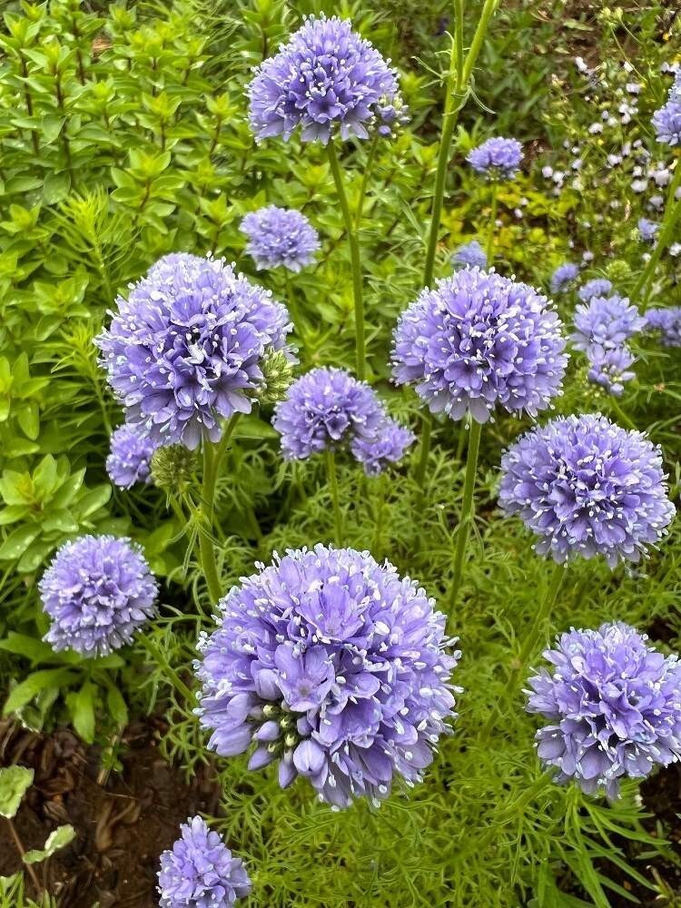 ギリアとクラスペディア カピタータ 花の種 種子 同梱不可 丸いポンポン 黄色の花 青花 青紫 もこもこしたお花達 ピンポン花の画像5