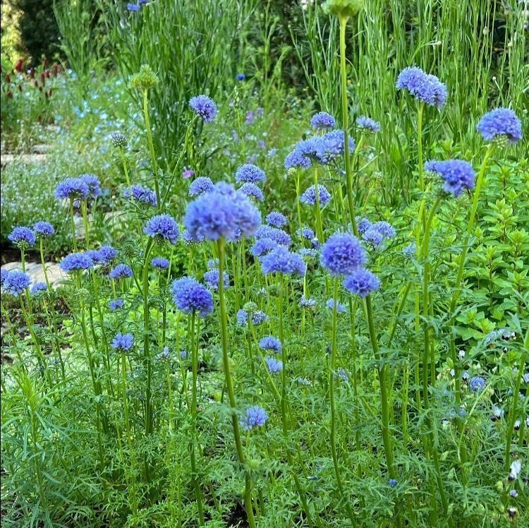 ギリアとクラスペディア カピタータ 花の種 種子 同梱不可 丸いポンポン 黄色の花 青花 青紫 もこもこしたお花達 ピンポン花の画像6