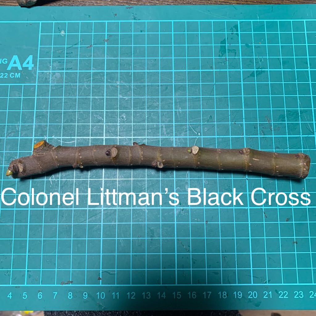 Colonel Littman’s Black Cross穂木 いちじく穂木 イチジク穂木 の画像1
