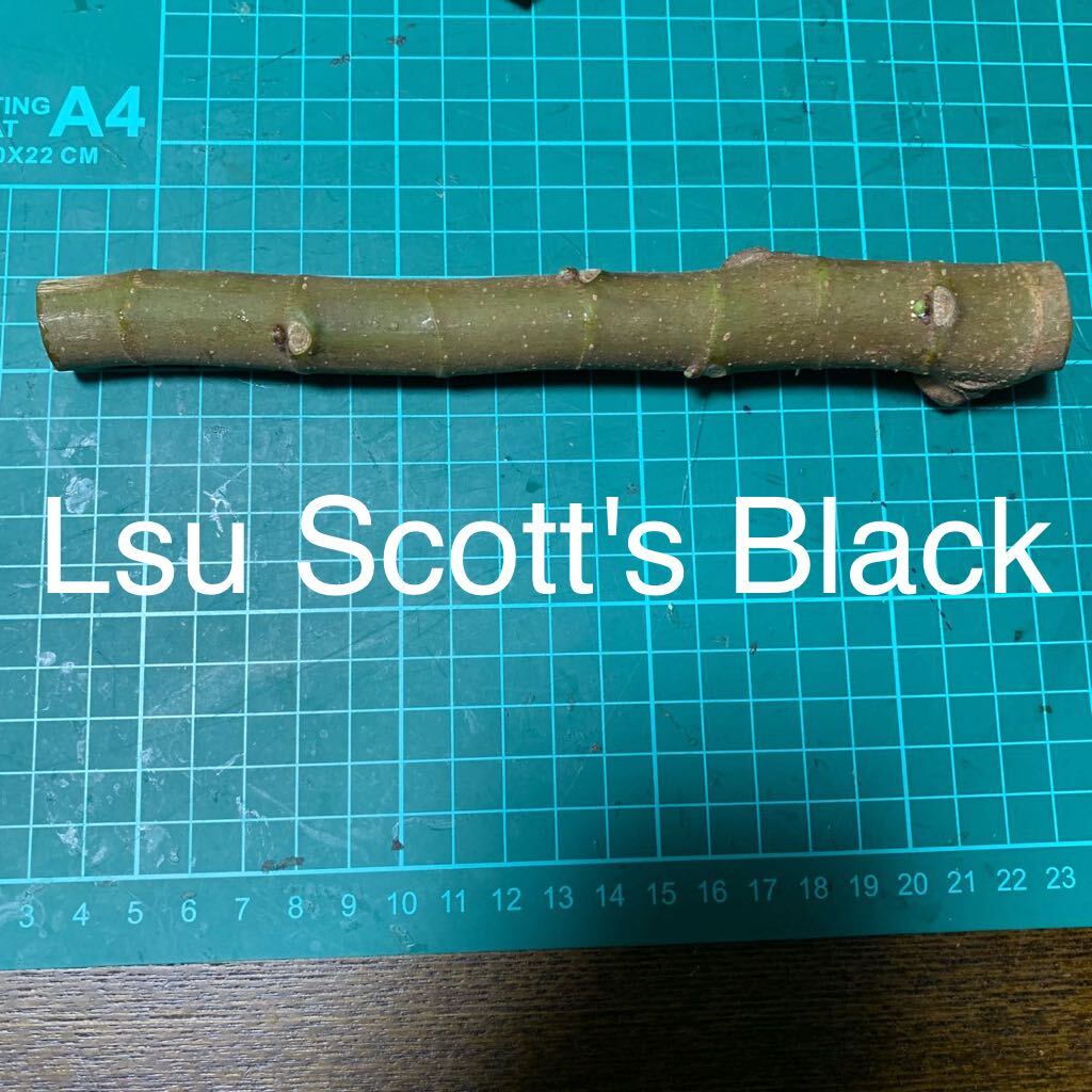 Lsu Scott's Black穂木 いちじく穂木 イチジク穂木 の画像1