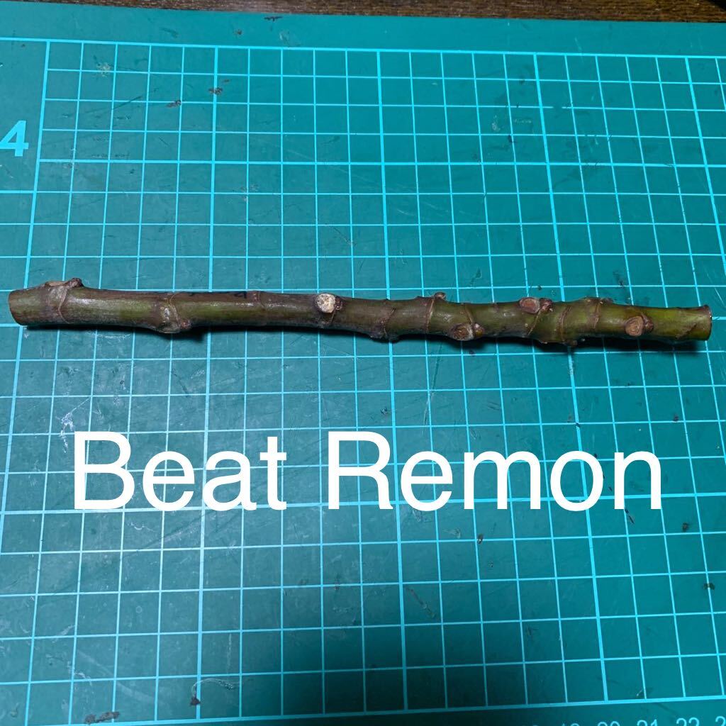 Beat Remon穂木 イチジク穂木 いちじく穂木 の画像1