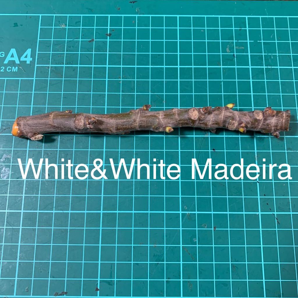 White&White Madeira穂木 イチジク穂木 の画像1