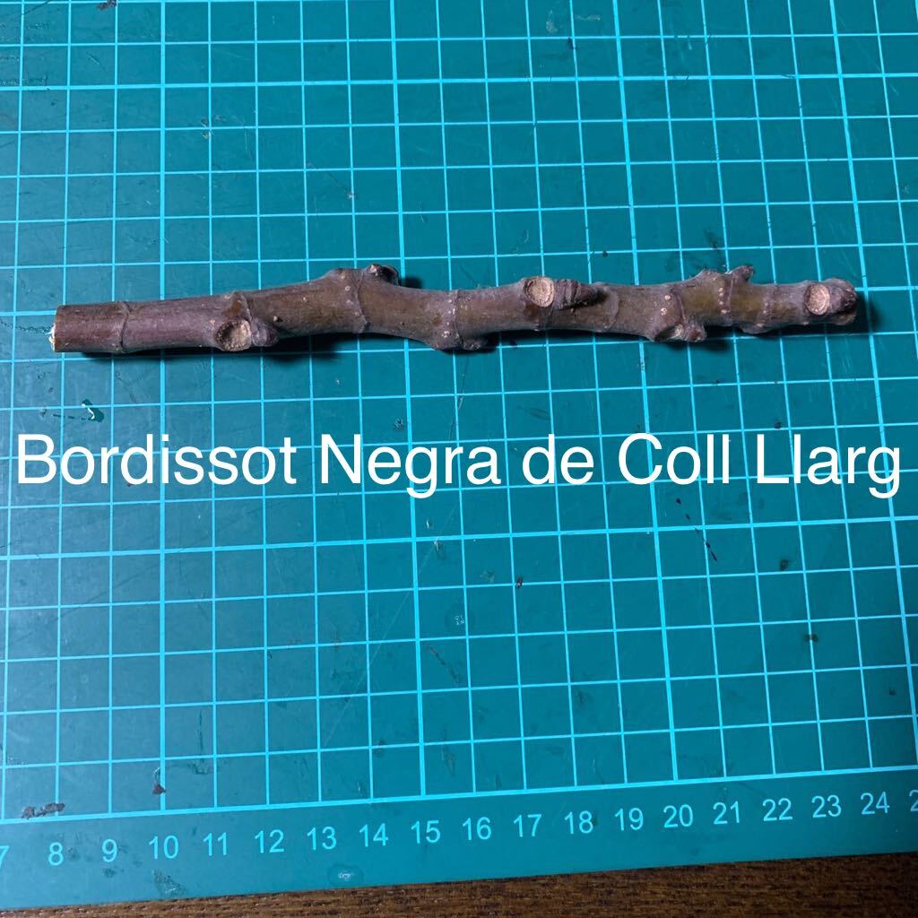 Bordissot Negra de Coll Llarg穂木 イチジク穂木 いちじく穂木 の画像1
