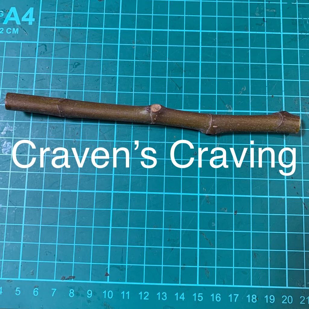 Craven’s Craving穂木　いちじく穂木 イチジク穂木 _画像1