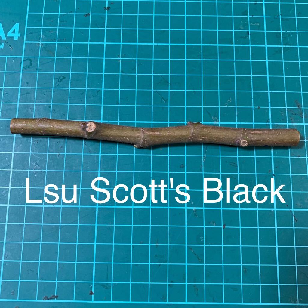 Lsu Scott's Black穂木　イチジク穂木 いちじく穂木 _画像1