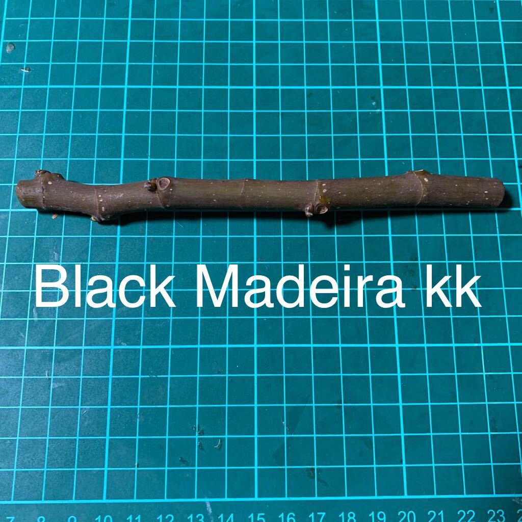 Black Madeira kk 穂木 いちじく穂木 イチジク穂木 の画像1