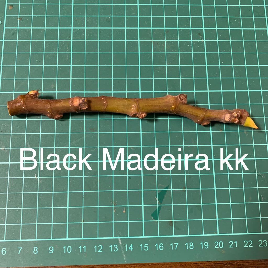Black Madeira kk穂木 イチジク穂木 いちじく穂木 の画像1