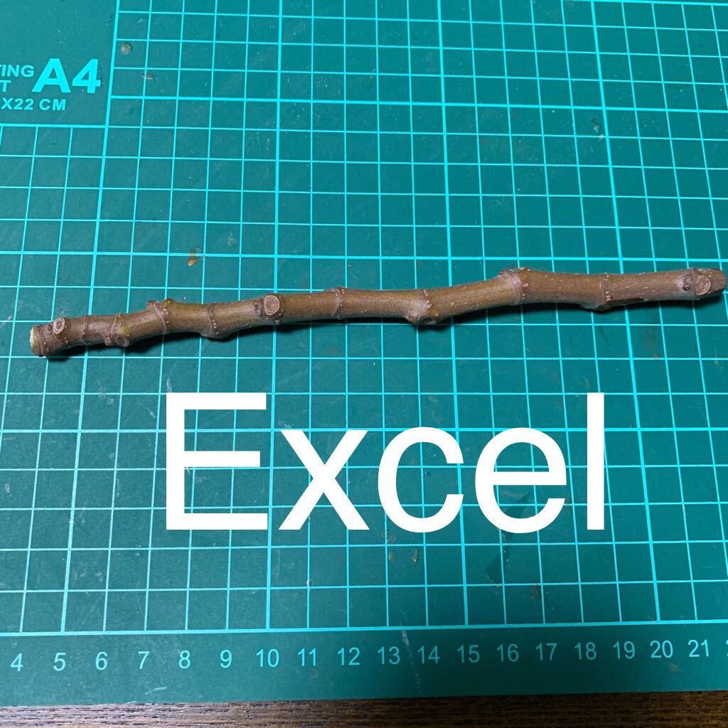 Excel穂木 イチジク穂木 いちじく穂木 の画像1