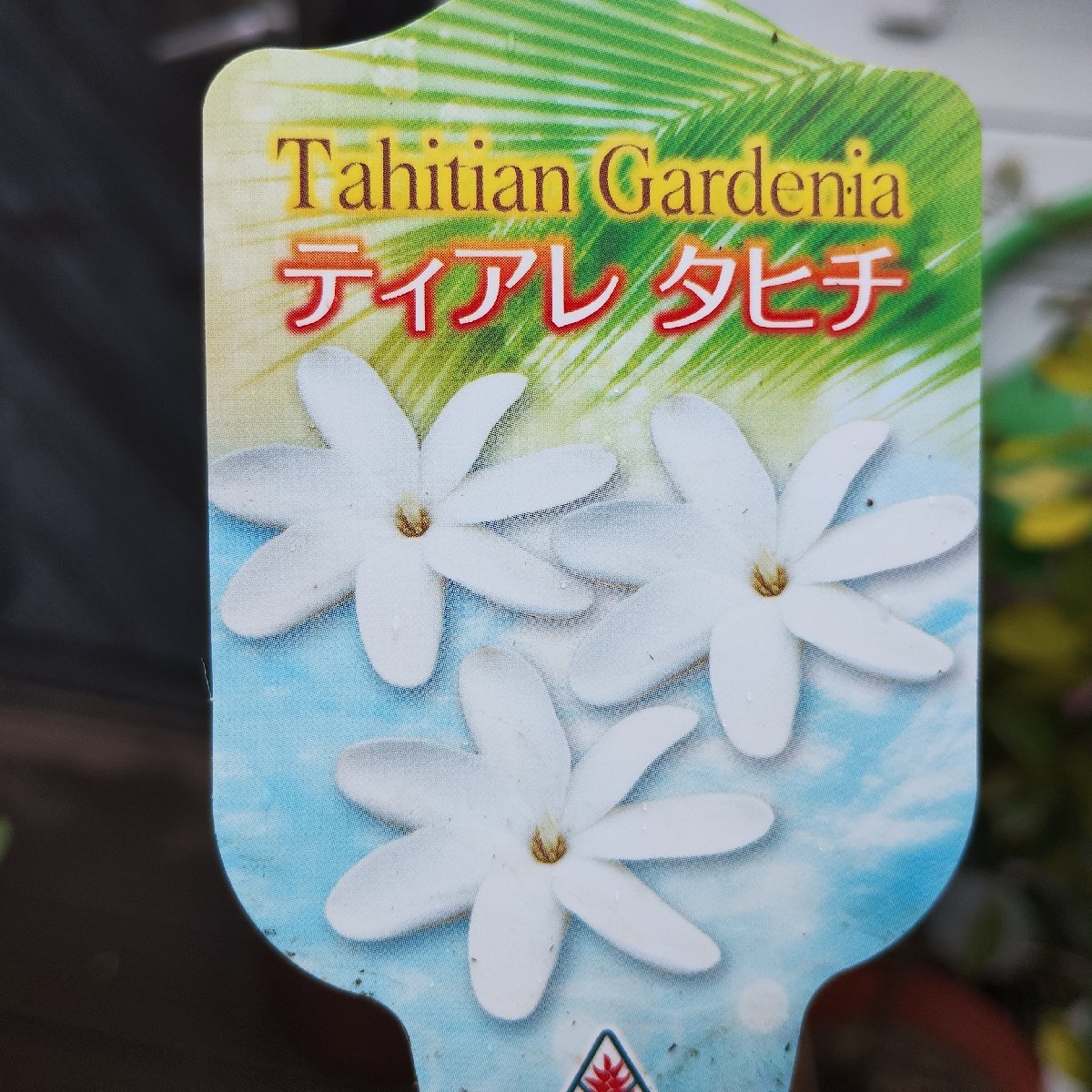 ● ティアレタヒチ ● Gardenia taitensis ● 3.5号 ● 芳香 ● レイフラワー ● ハワイアン ● タヒチアン ● 希少 ● クチナシ ●の画像4