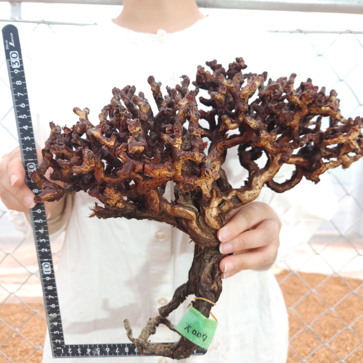 大株ミラビレ X007 ペラルゴニウム・ミラビレ 塊根植物 観葉植物 未発根 多肉植物 灌木 パキプス グラキリス 盆栽 アガベ コーデックスの画像2