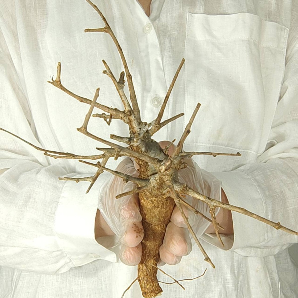 V052 ボスウェリア・ネグレクタ 塊根植物 観葉植物 未発根 多肉植物 灌木 盆栽 パキプス グラキリス アガベ コーデック ス珍奇植物 の画像3