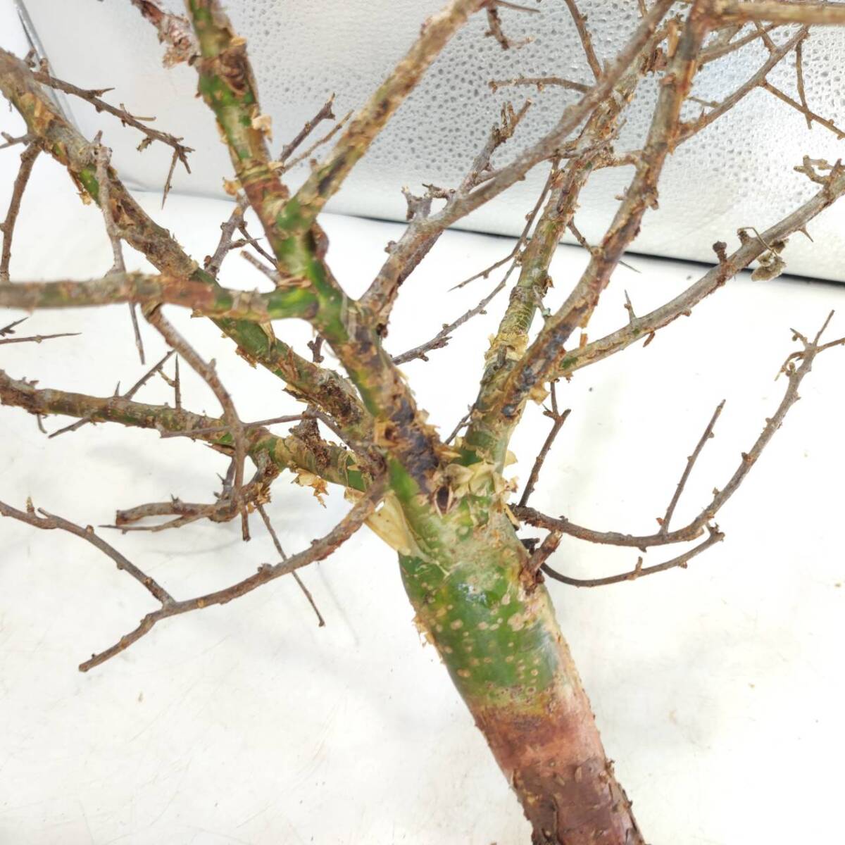 ネグレクタ V025 ボスウェリア・ネグレクタ 塊根植物 観葉植物 未発根 多肉植物 灌木 パキプス グラキリス 盆栽 アガベ コーデックスの画像7
