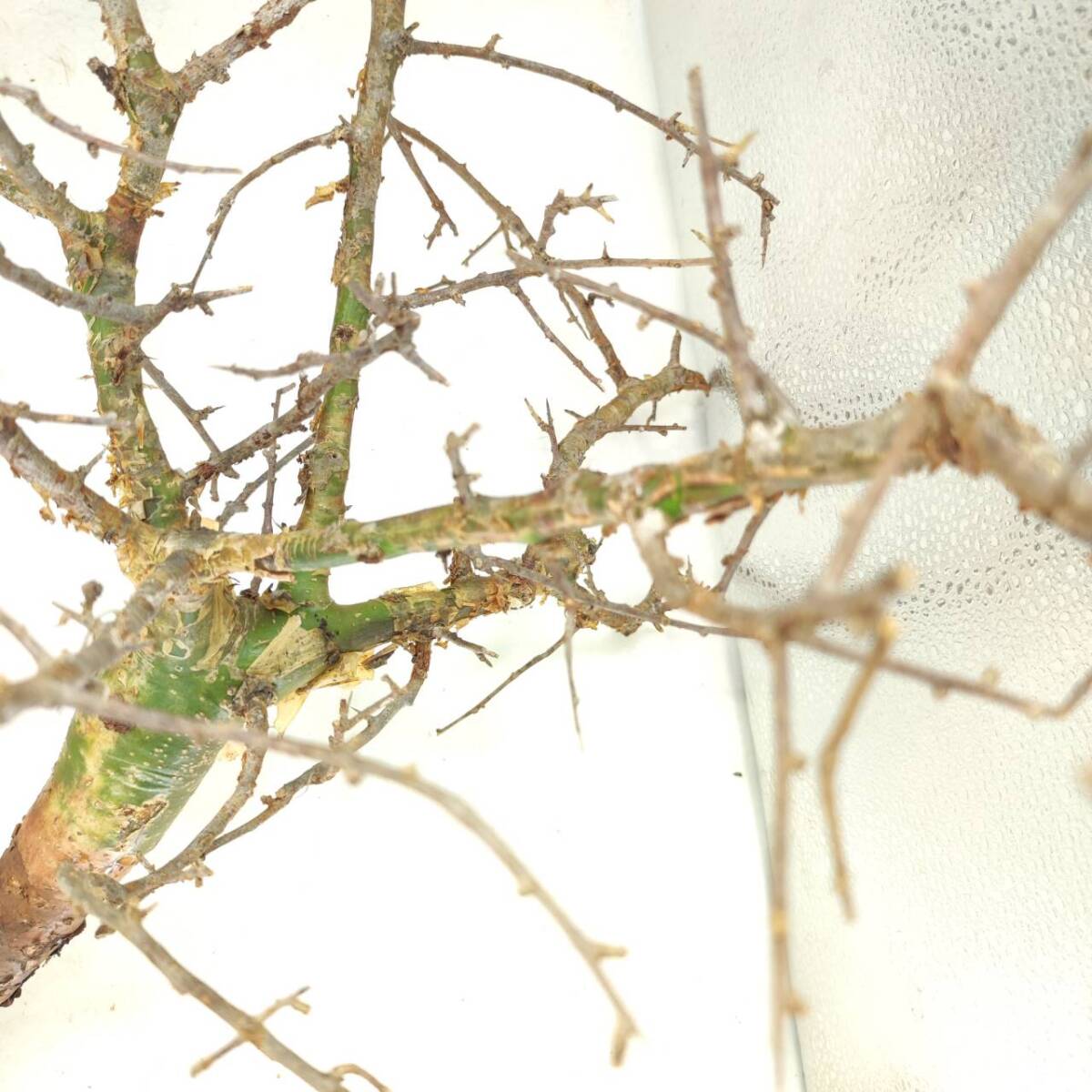 ネグレクタ V025 ボスウェリア・ネグレクタ 塊根植物 観葉植物 未発根 多肉植物 灌木 パキプス グラキリス 盆栽 アガベ コーデックスの画像4