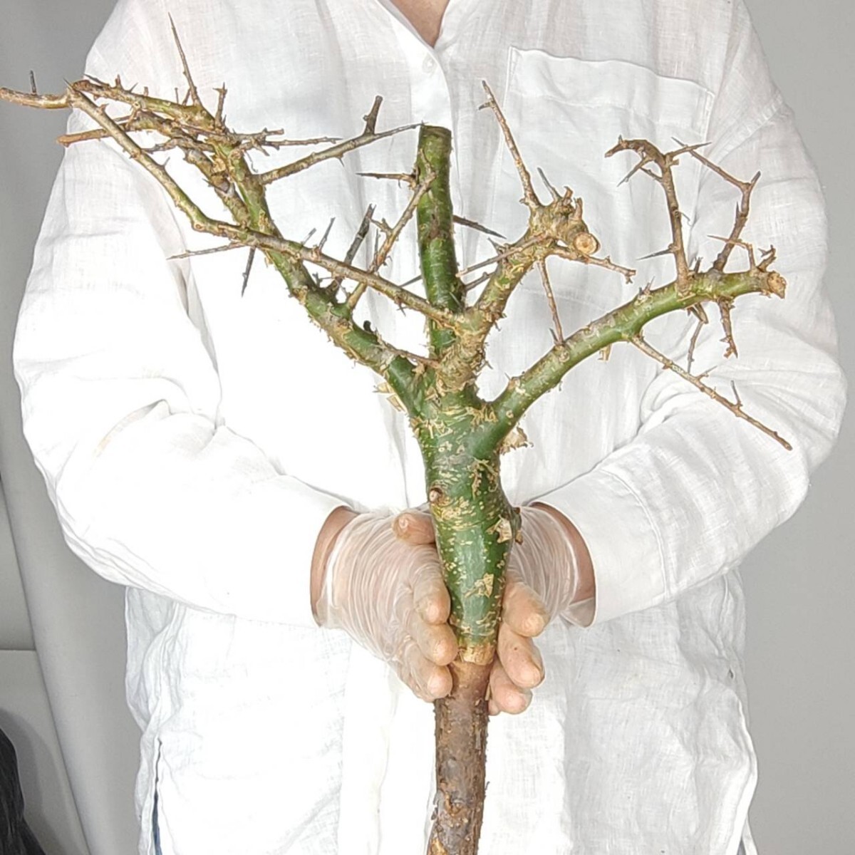 大 ミルラ V024 コミフォラ・ミルラ 塊根植物 観葉植物 未発根 多肉植物 灌木 パキプス グラキリス 盆栽 アガベ コーデックスの画像1