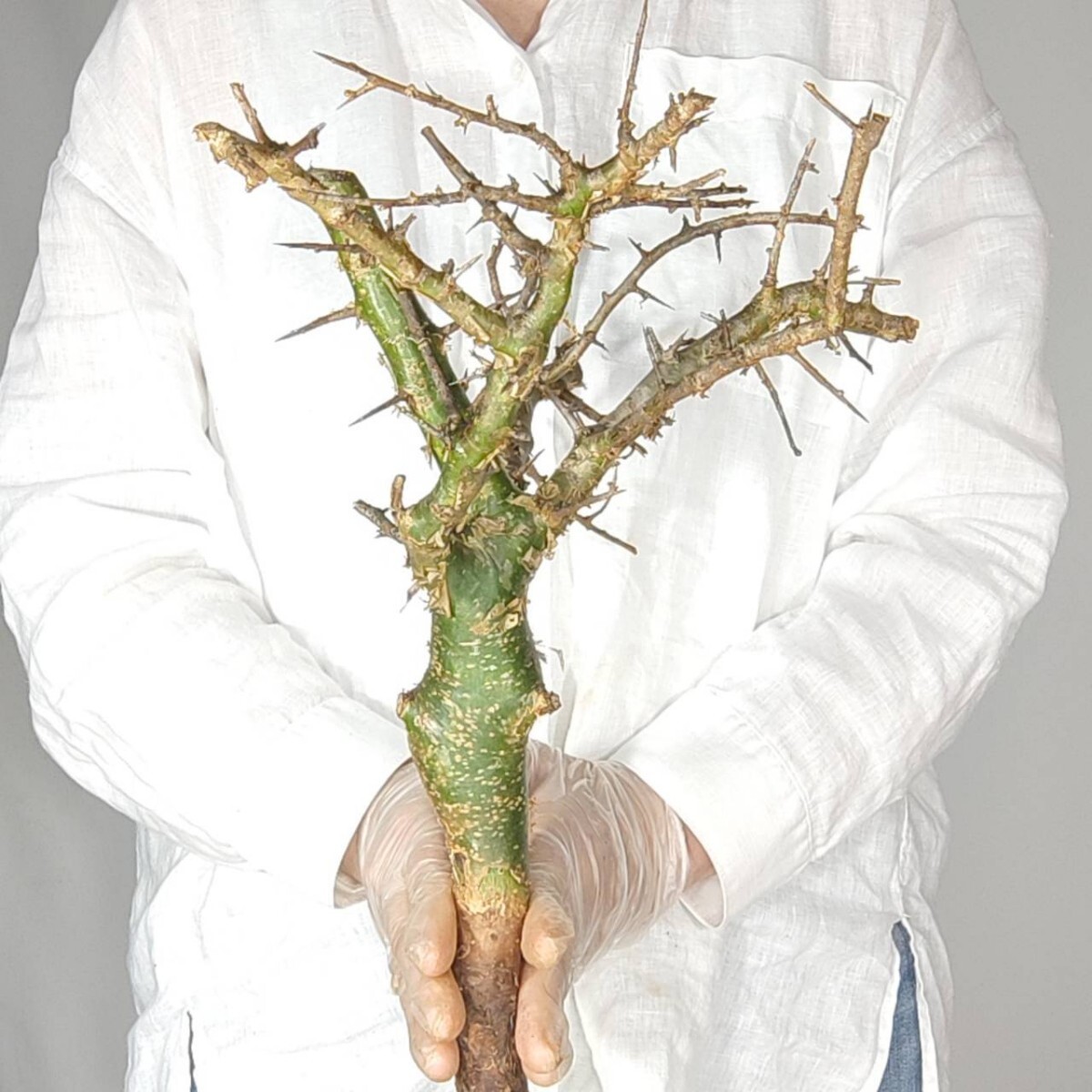 大 ミルラ V024 コミフォラ・ミルラ 塊根植物 観葉植物 未発根 多肉植物 灌木 パキプス グラキリス 盆栽 アガベ コーデックスの画像4