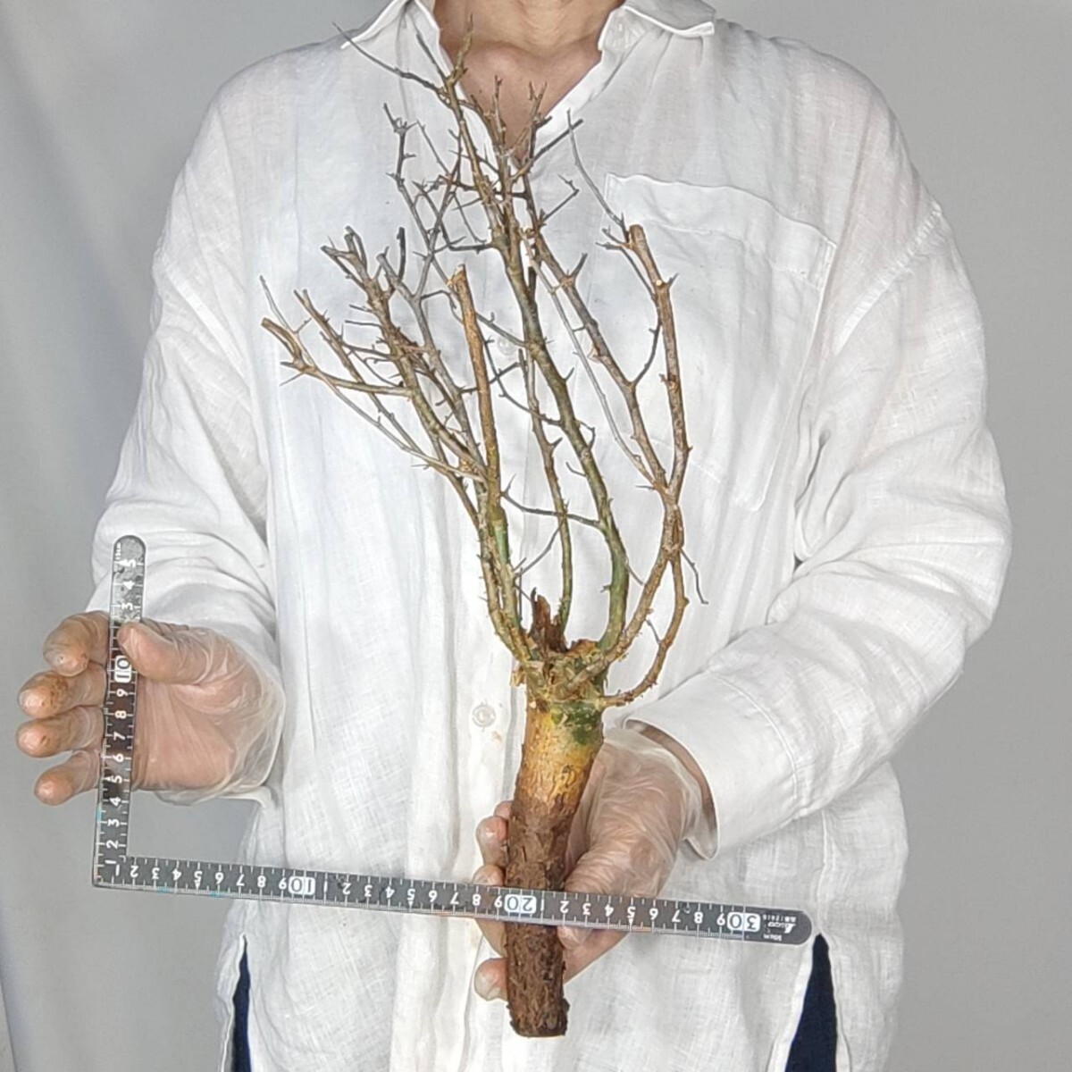 ミルラ V126 コミフォラ・ミルラ 塊根植物 観葉植物 未発根 多肉植物 灌木 パキプス グラキリス 盆栽 アガベ コーデックスの画像3