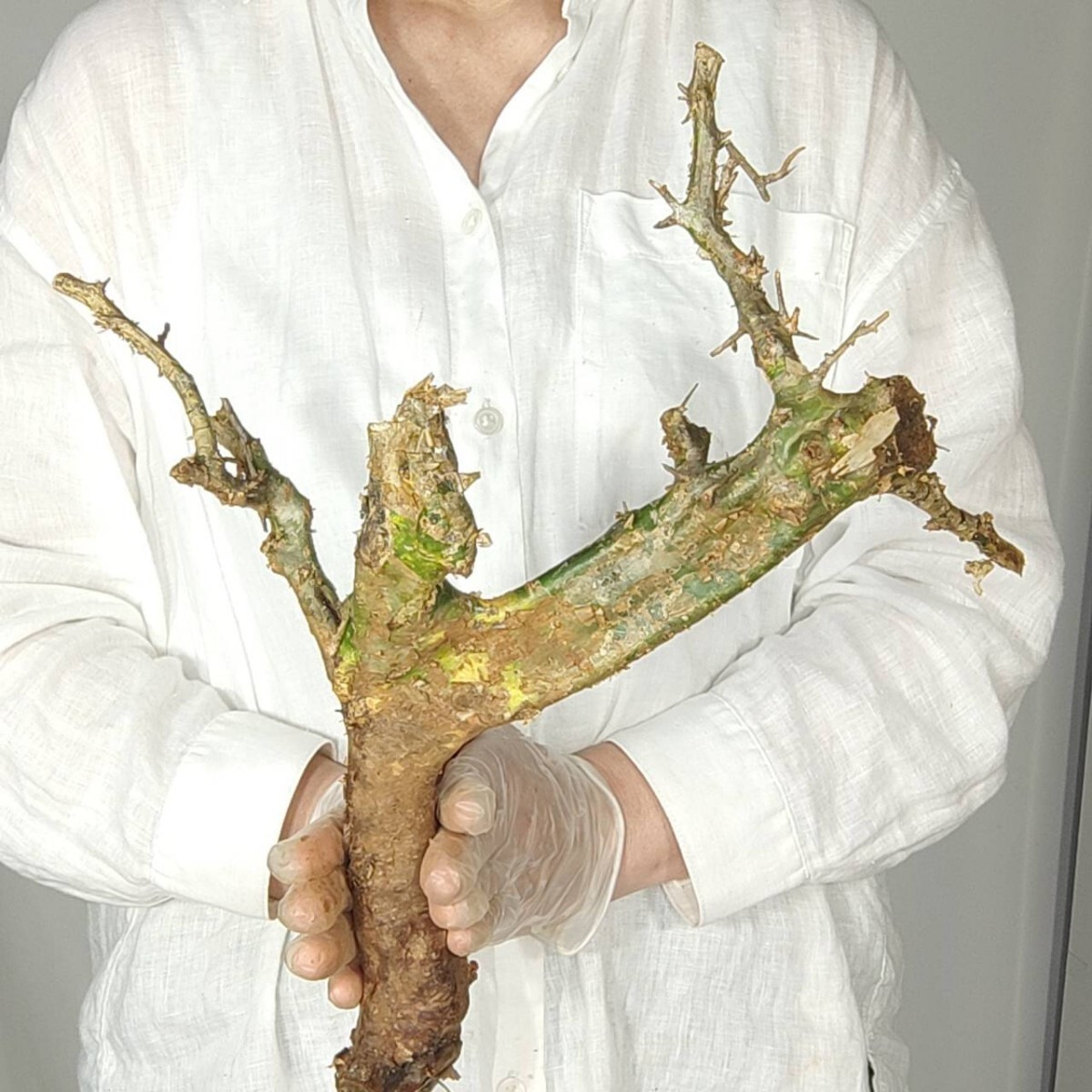 カンペストリス V136 コミフォラ・カンペストリス 塊根植物 観葉植物 未発根 多肉植物 灌木 パキプス グラキリス 盆栽 アガベ コーデックスの画像5