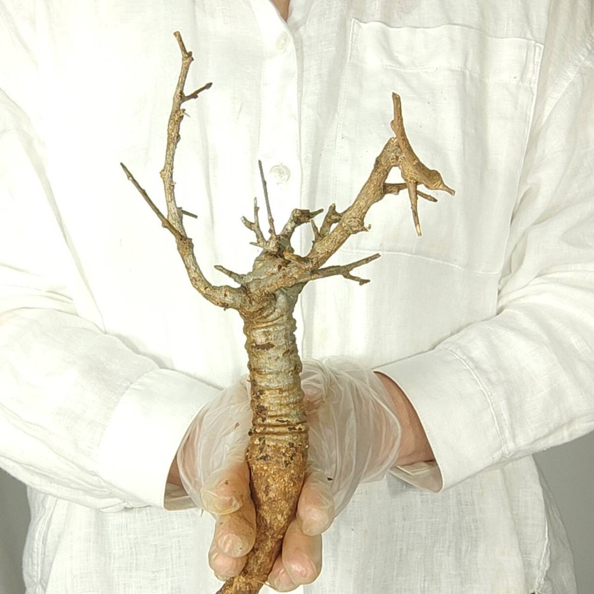 ネグレクタ V145 ボスウェリア・ネグレクタ 塊根植物 観葉植物 未発根 多肉植物 灌木 パキプス グラキリス 盆栽 アガベ コーデックスの画像5