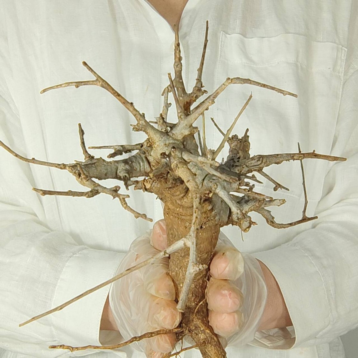 ネグレクタ V147 ボスウェリア・ネグレクタ 塊根植物 観葉植物 未発根 多肉植物 灌木 パキプス グラキリス 盆栽 アガベ コーデックスの画像5