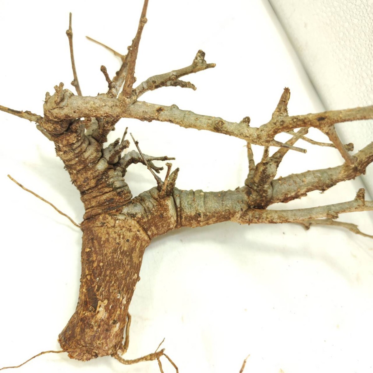 ネグレクタ V148 ボスウェリア・ネグレクタ 塊根植物 観葉植物 未発根 多肉植物 灌木 パキプス グラキリス 盆栽 アガベ コーデックスの画像5