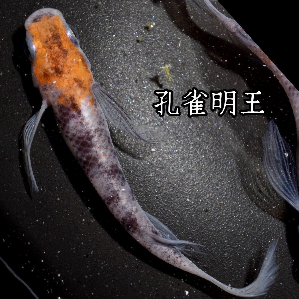 孔雀明王 稚魚１０匹 オマケ付き メダカ 稚魚 白 黒 三色 めだか メダカ 赤 紅 朱 松井 鰭 長 舞めだか 血統 朱光菊の画像9