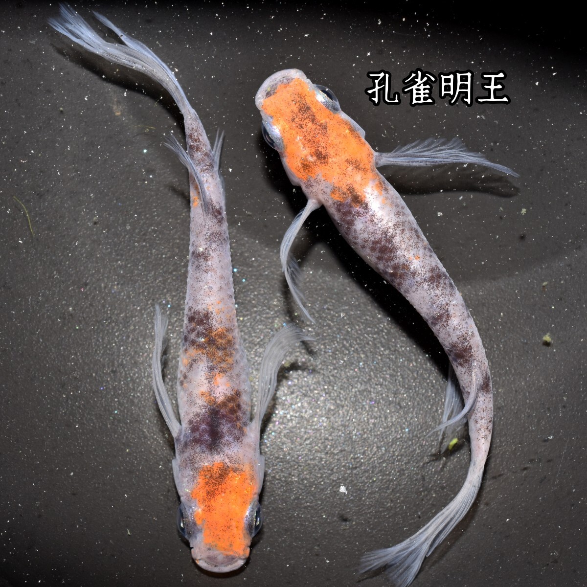 孔雀明王 稚魚１０匹 オマケ付き メダカ 稚魚 白 黒 三色 めだか メダカ 赤 紅 朱 松井 鰭 長 舞めだか 血統 朱光菊の画像2