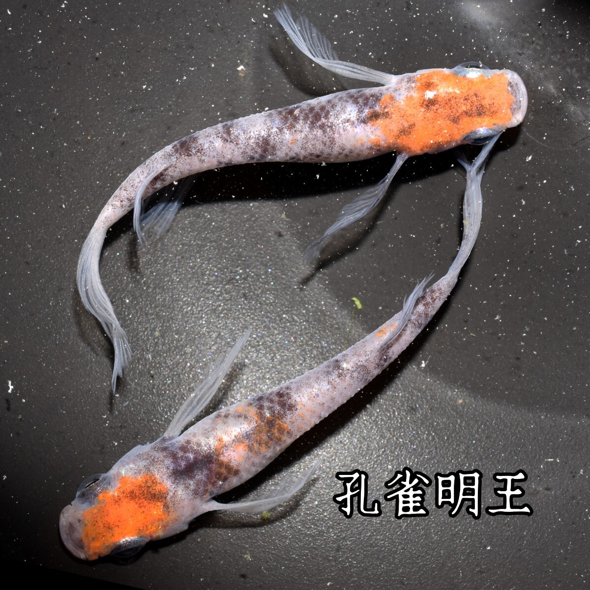 孔雀明王　稚魚１０匹　オマケ付き　メダカ 稚魚 白 黒 三色 めだか　メダカ　赤　紅　朱　松井　鰭　長　舞めだか　血統　朱光菊_画像8