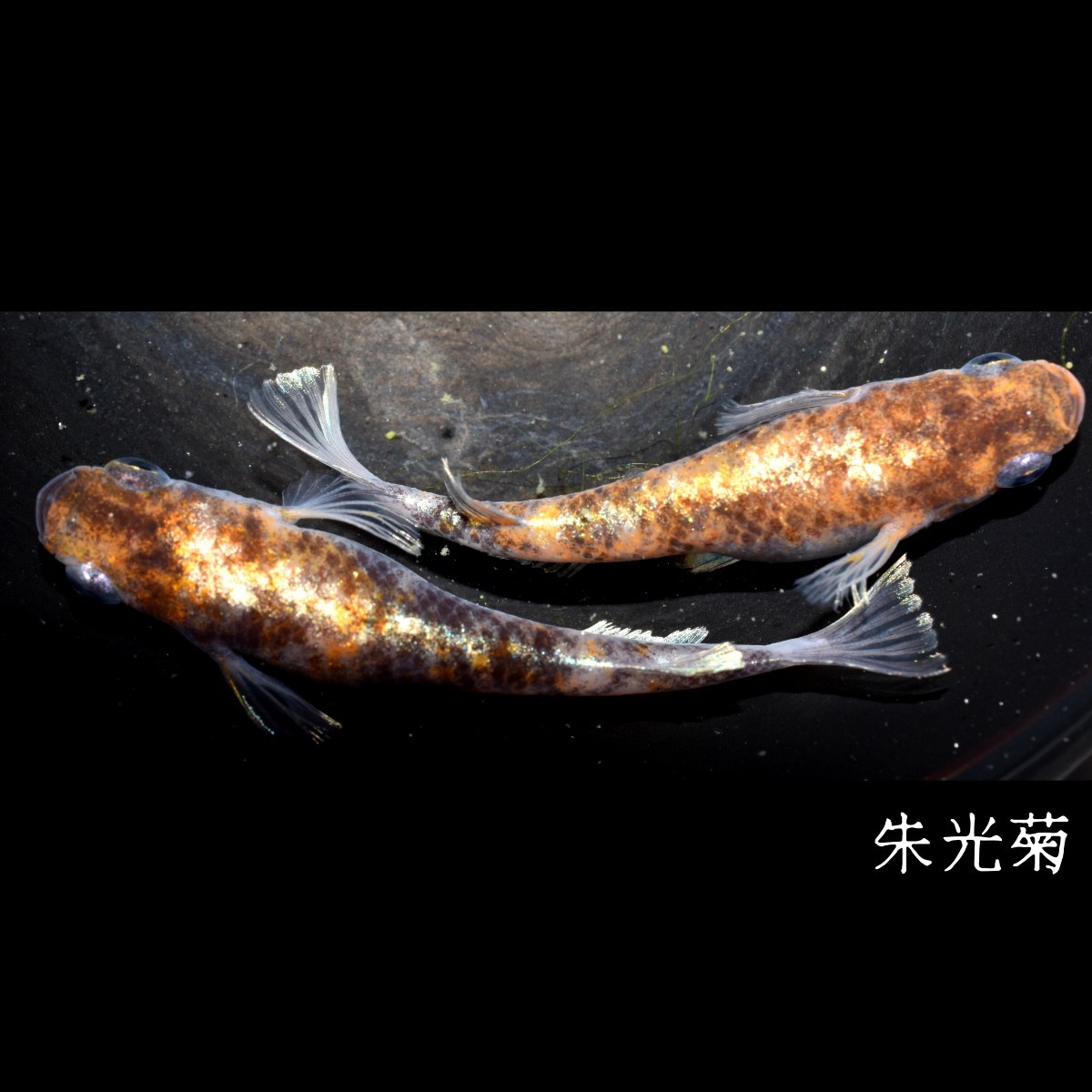 朱光菊 稚魚 １０匹 オマケ付き 菊間 三色 対外光 メダカ めだか 赤 黒 白 鰭 光 の画像6