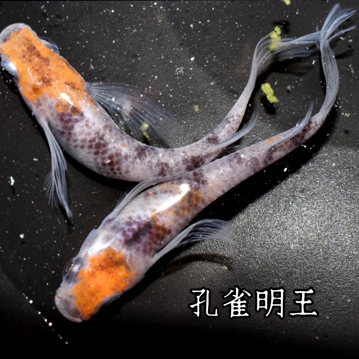 孔雀明王　稚魚１０匹　オマケ付き　メダカ 稚魚 白 黒 三色 めだか　メダカ　赤　紅　朱　松井　鰭　長　舞めだか　血統　朱光菊_画像10