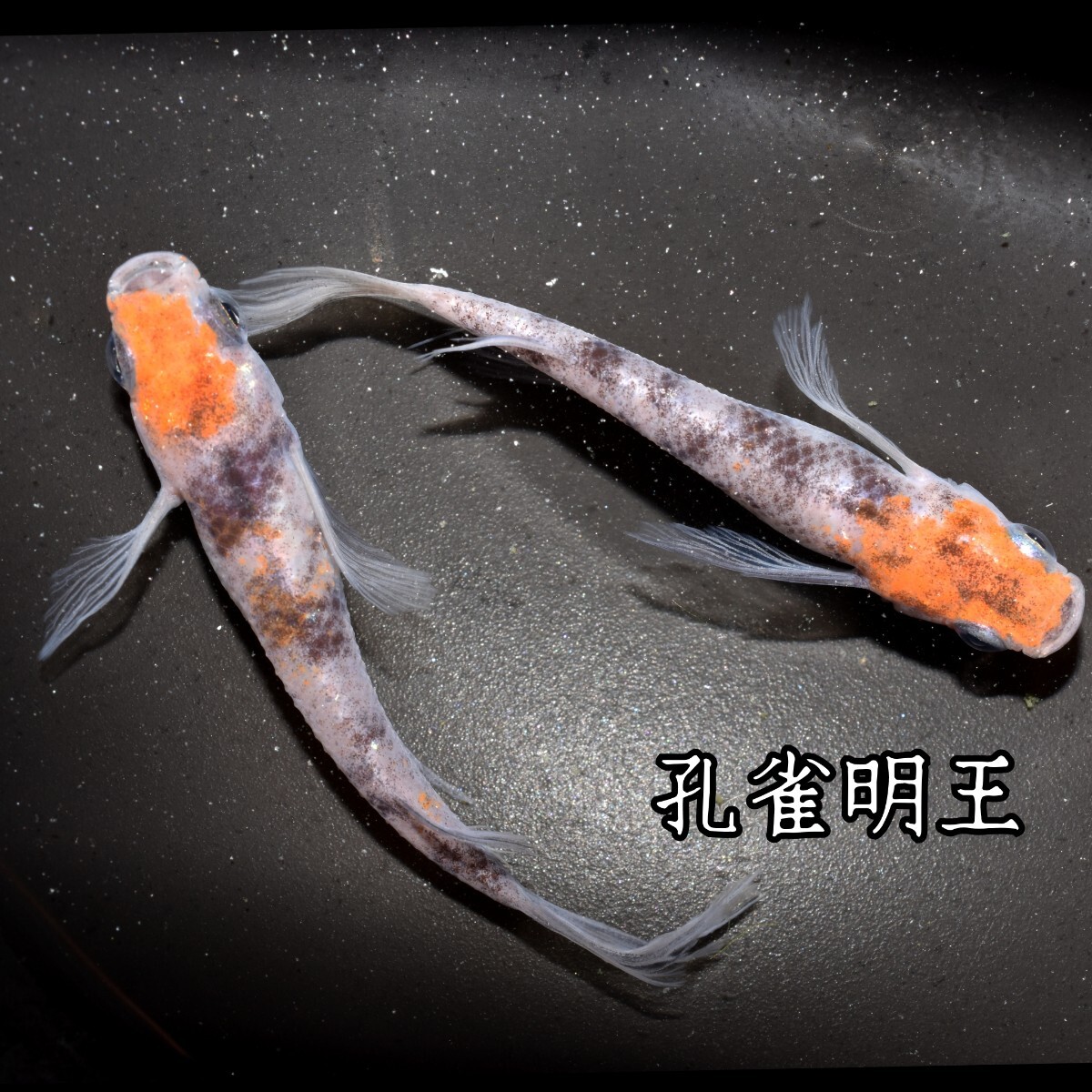 孔雀明王 稚魚１０匹 オマケ付き メダカ 稚魚 白 黒 三色 めだか メダカ 赤 紅 朱 松井 鰭 長 舞めだか 血統 朱光菊の画像3