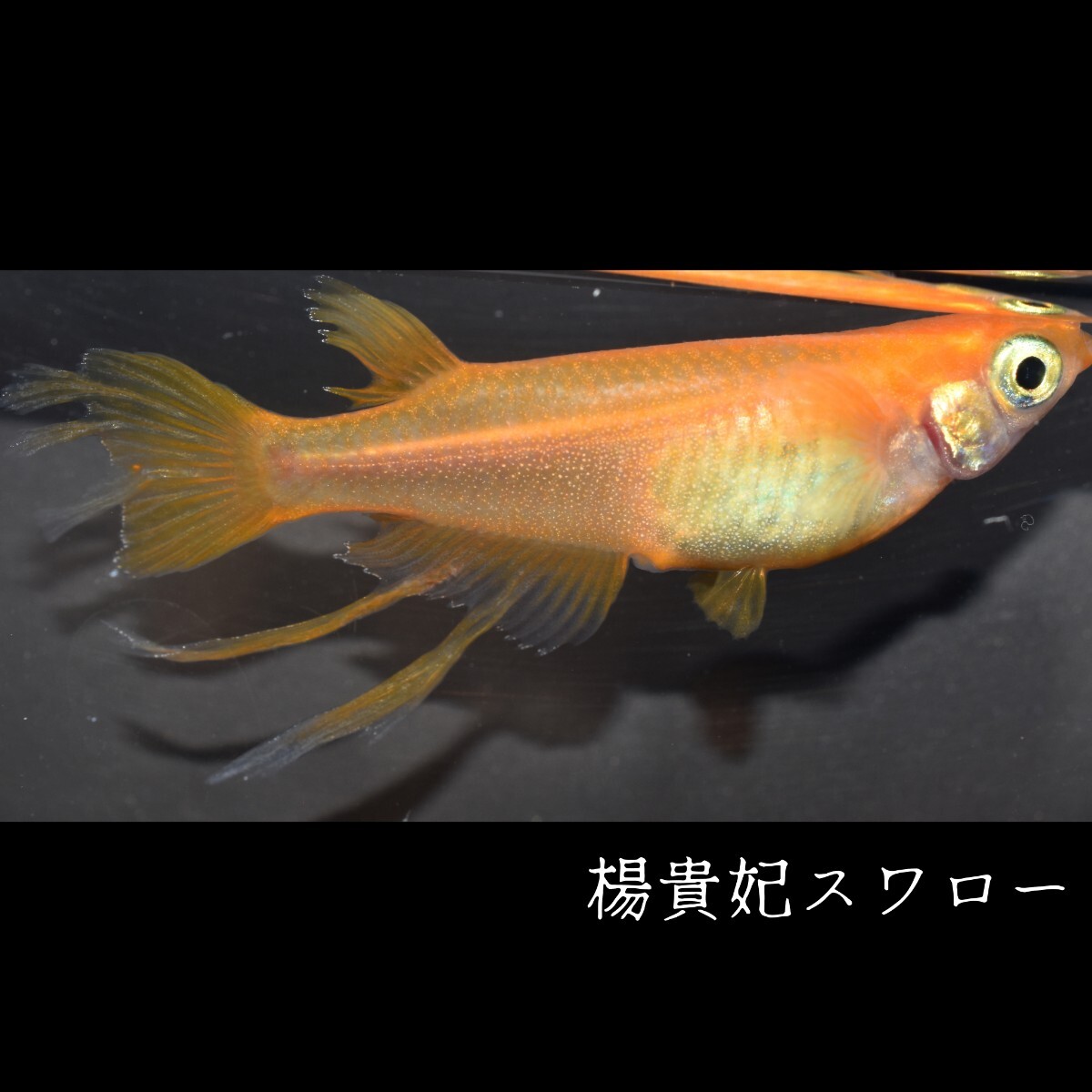 楊貴妃スワロー　稚魚１０匹 めだか メダカ メダカの稚魚　楊貴妃　スワロー　風雅　赤　朱　紅　紅帝　鰭　ヒレ　東天光 フロマージュ_画像3