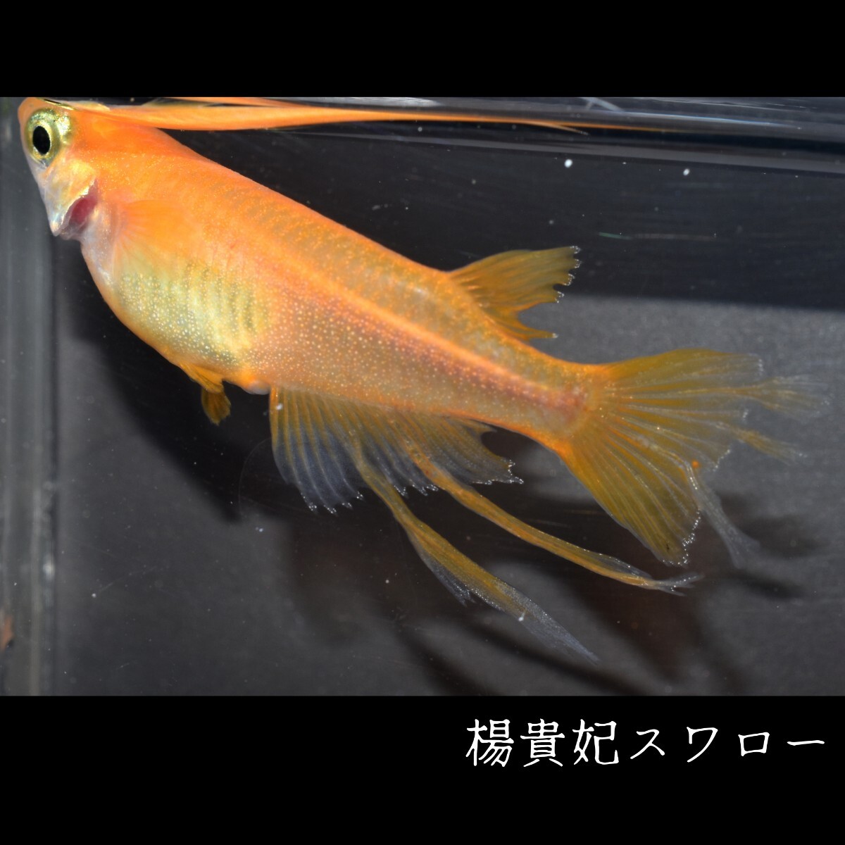 楊貴妃スワロー　稚魚１０匹 めだか メダカ メダカの稚魚　楊貴妃　スワロー　風雅　赤　朱　紅　紅帝　鰭　ヒレ　東天光 フロマージュ_画像2