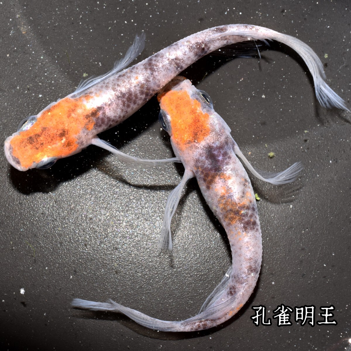 孔雀明王 稚魚１０匹 オマケ付き メダカ 稚魚 白 黒 三色 めだか メダカ 赤 紅 朱 松井 鰭 長 舞めだか 血統 朱光菊の画像6