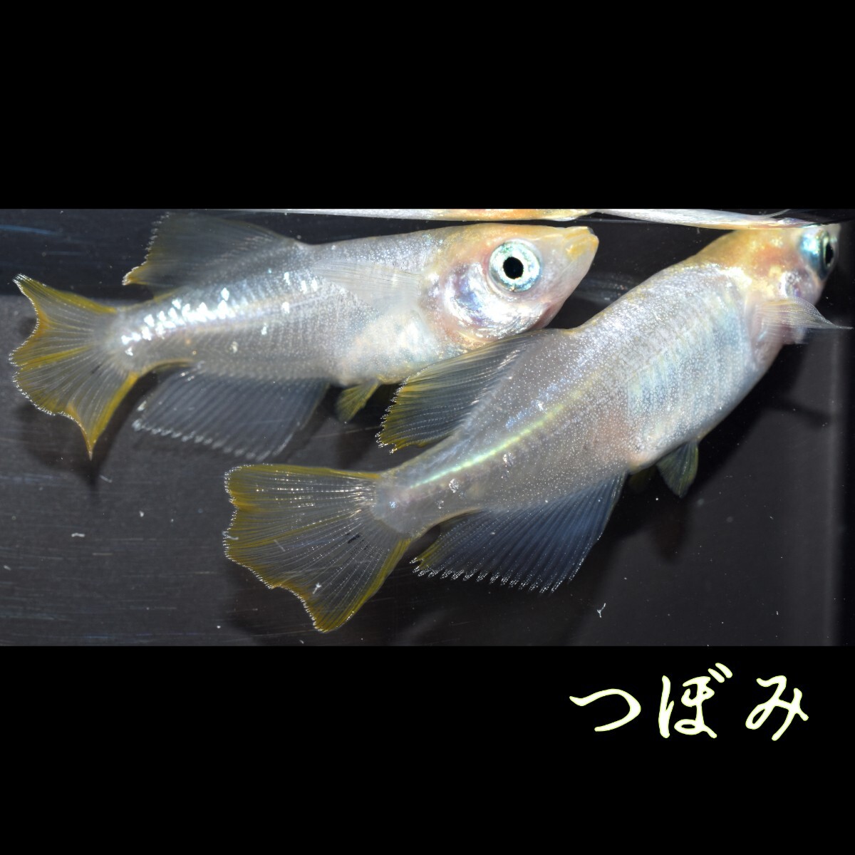 つぼみ　稚魚１０匹　めだか メダカ　白　黄　鰭　ヒレ　幹之　オレンジ　半透明鱗　ブラックリム　光体型　みゆき　対外光　体内光　_画像8