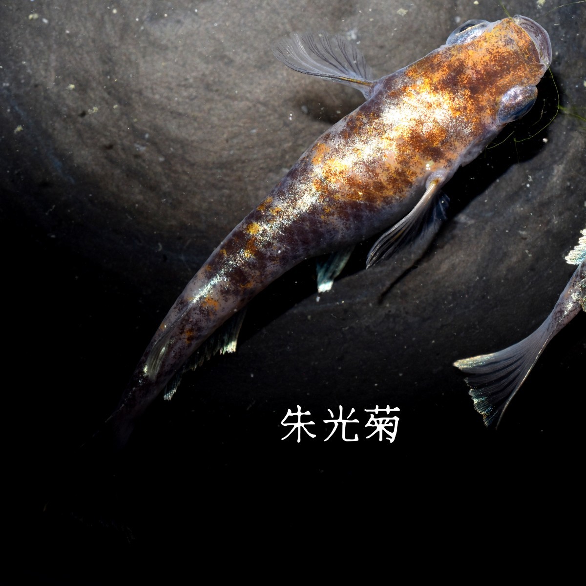 朱光菊 稚魚 １０匹 オマケ付き 菊間 三色 対外光 メダカ めだか 赤 黒 白 鰭 光 の画像7