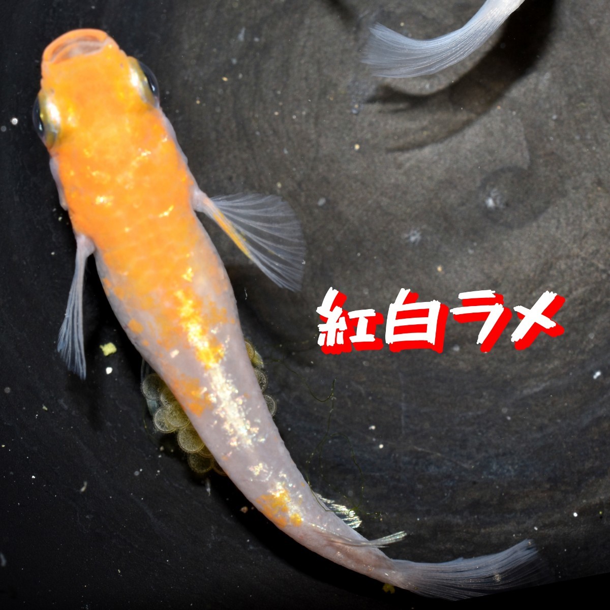 紅白ラメ 稚魚 １０匹 オマケ 付き 赤 紅 白 メダカ めだか 紅白 ラメ 丹頂 MEDAKANEON 色 の画像7