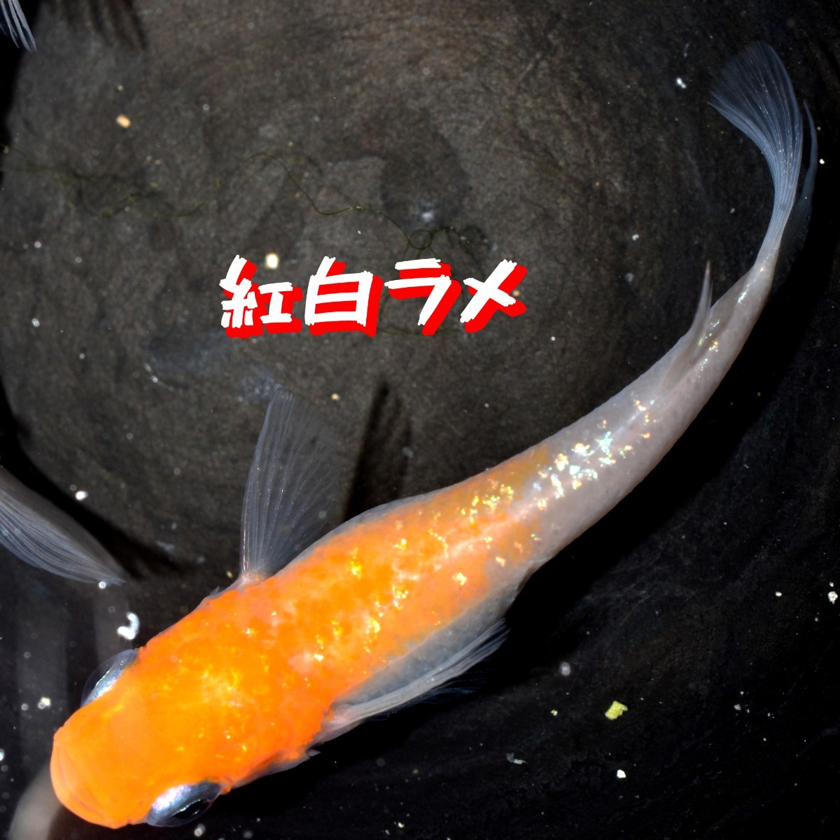 紅白ラメ 稚魚 １０匹 オマケ 付き 赤 紅 白 メダカ めだか 紅白 ラメ 丹頂 MEDAKANEON 色 の画像6