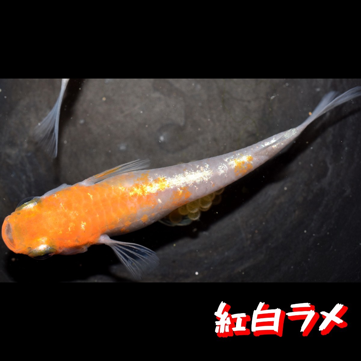 紅白ラメ 稚魚 １０匹 オマケ 付き 赤 紅 白 メダカ めだか 紅白 ラメ 丹頂 MEDAKANEON 色 の画像5