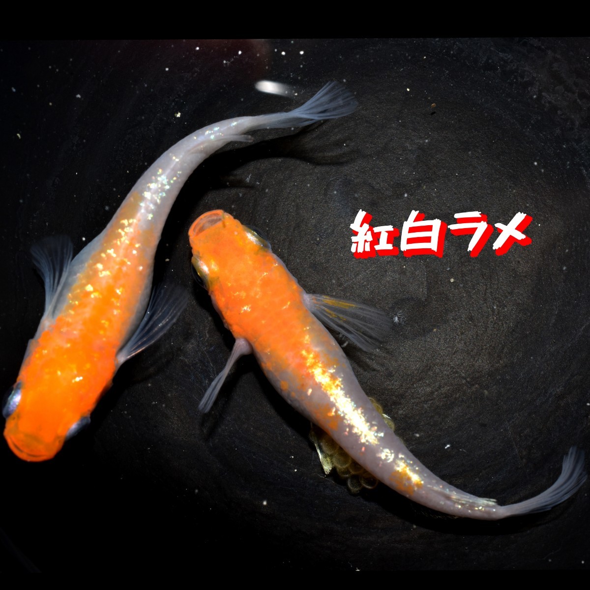 紅白ラメ 稚魚 １０匹 オマケ 付き 赤 紅 白 メダカ めだか 紅白 ラメ 丹頂 MEDAKANEON 色 の画像2