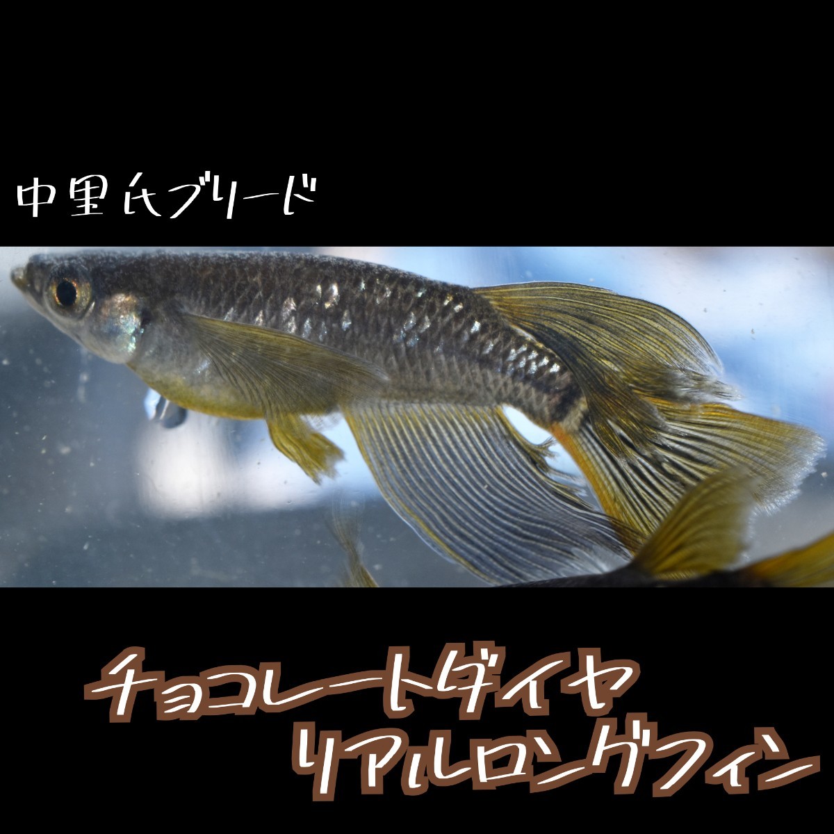 チョコレートダイヤ リアル ロングフィン 稚魚１０匹＋α 親は 中里氏ブリード dhmedaka経由 メダカ ブラックダイヤ 中里の画像10