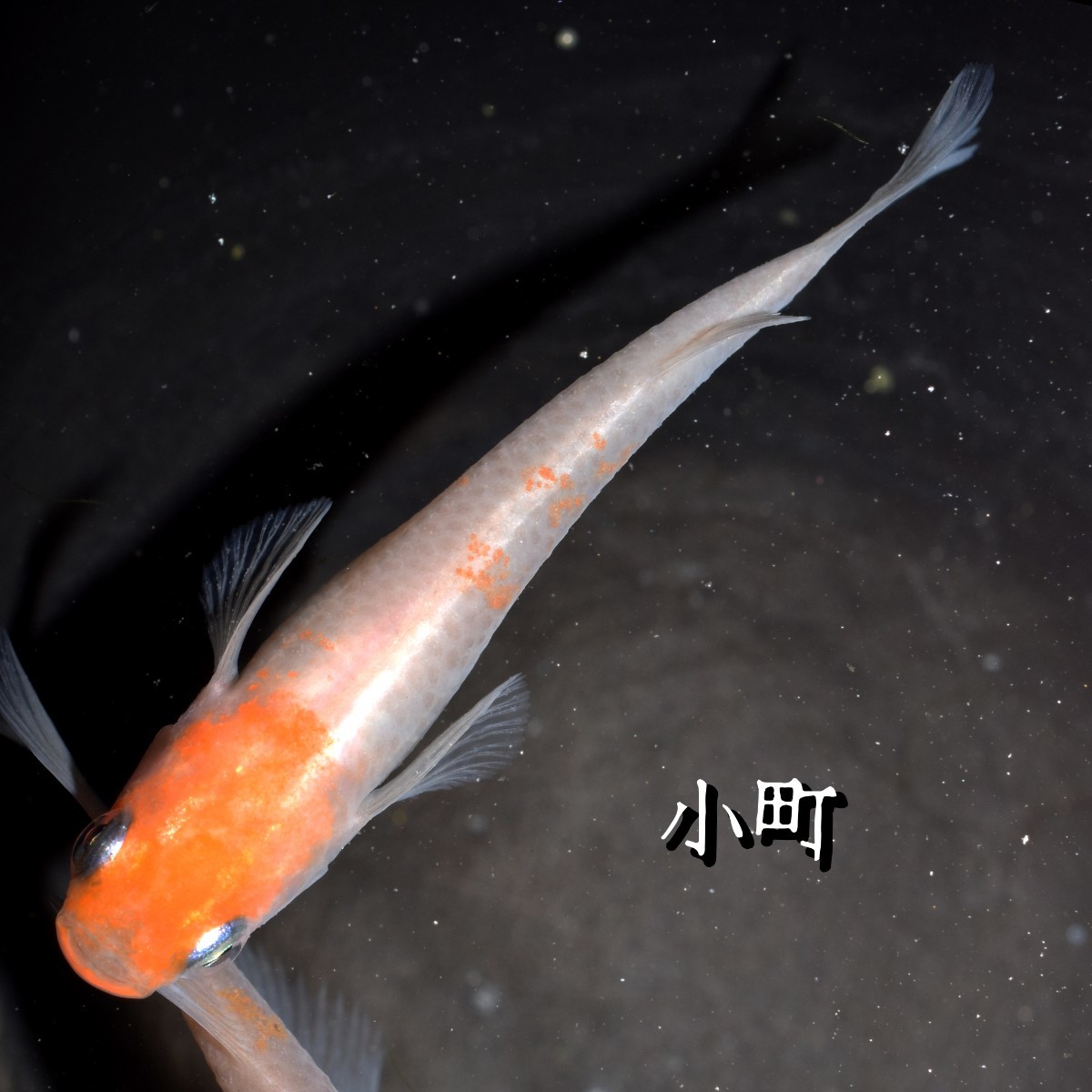 小町 稚魚 １０匹 オマケ 付き メダカ めだか α 紅白 赤 紅 白 鯉 非透明鱗 非 透明 鱗 産卵 間近 個体 の画像5