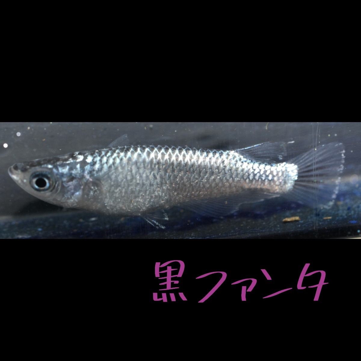 黒ファンタ 稚魚１０匹＋α メダカ めだか クラウドグレー ブラックダイヤ 上見 ラメ 強ラメの画像9