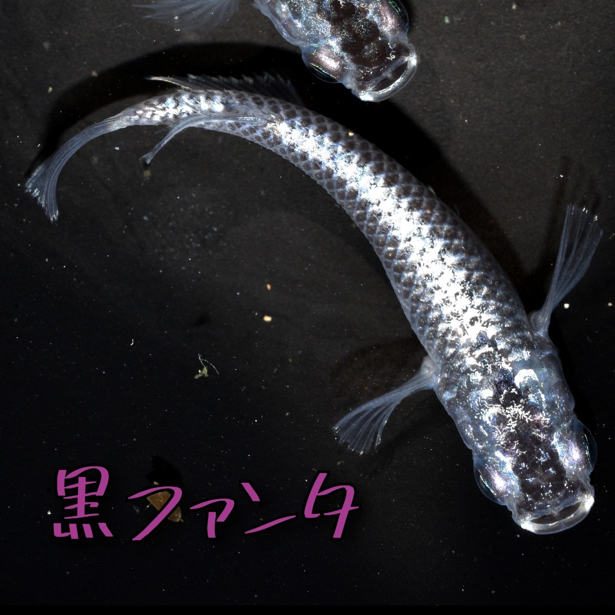 黒ファンタ 稚魚１０匹＋α メダカ めだか クラウドグレー ブラックダイヤ 上見 ラメ 強ラメの画像6