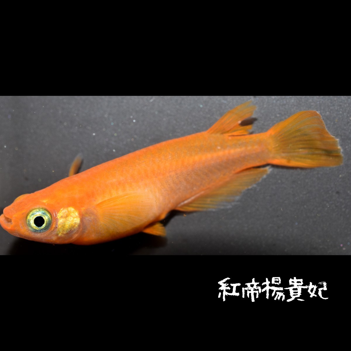 紅帝楊貴妃 稚魚１０匹 オマケ 付き メダカ めだか 紅 帝 楊貴妃 赤 朱 の画像10