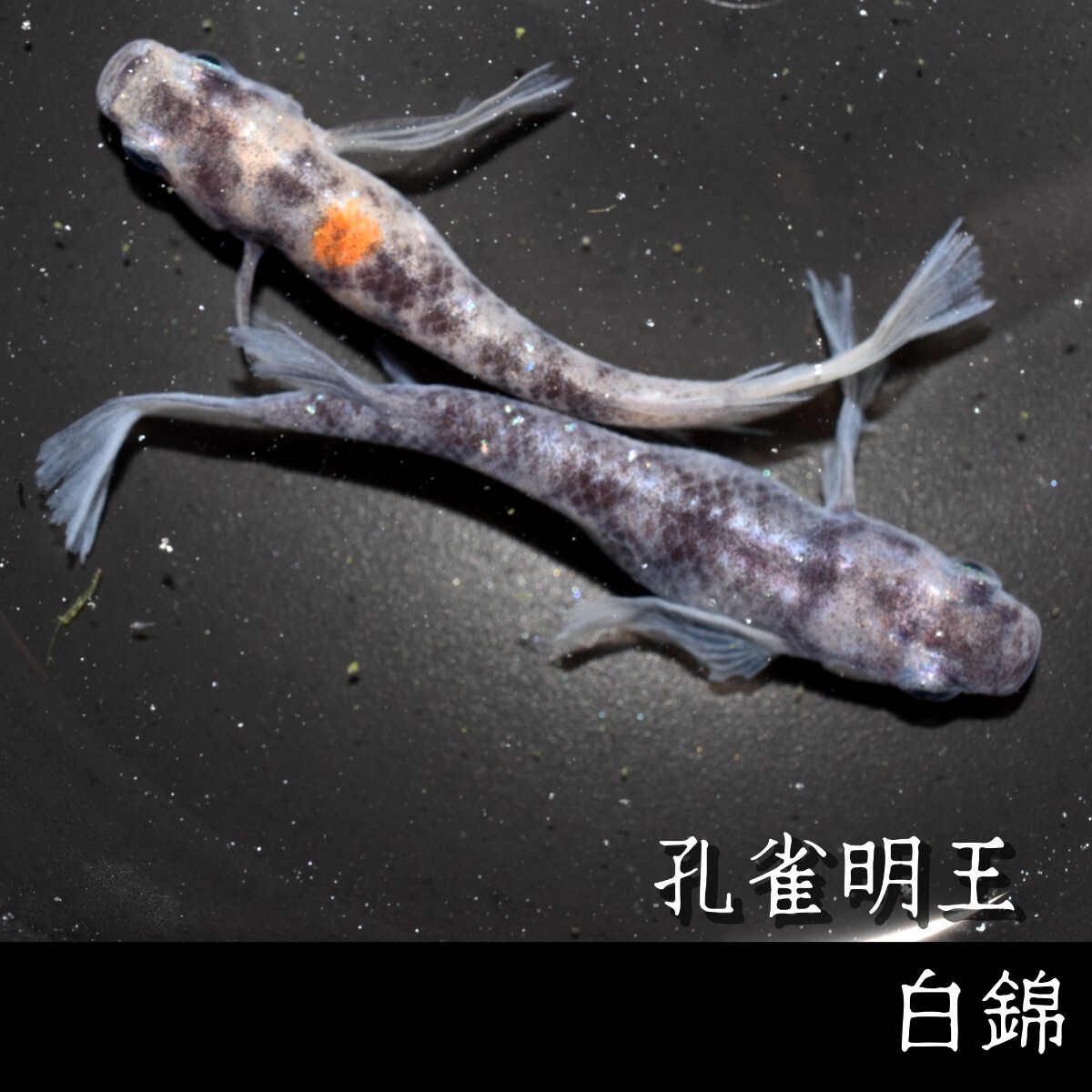 孔雀明王・白錦 稚魚１０匹 オマケ付き 白 黒 墨 錦 孔雀 明王 舞めだか 和墨 松井 鰭 長 MEDAKANEONの画像6