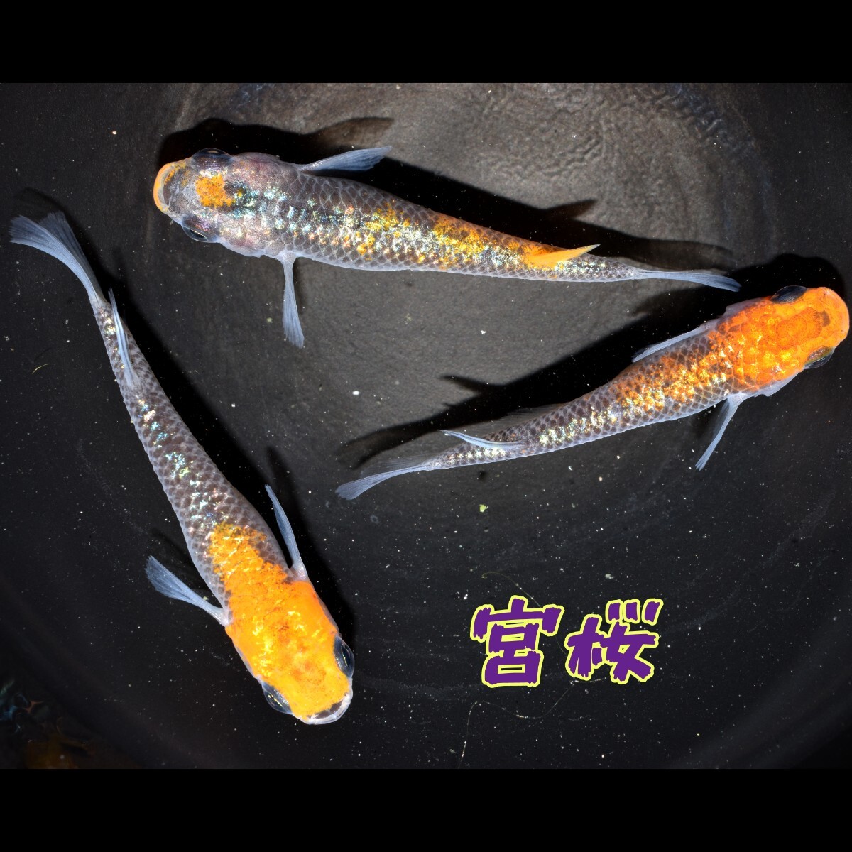 宮桜　稚魚　１０匹　オマケ　付き めだか メダカ ラメ　オーロラ　夜桜　ユリシス　月弓　丹頂　赤　オレンジ　青　ブルー　ラメメダカ_画像9