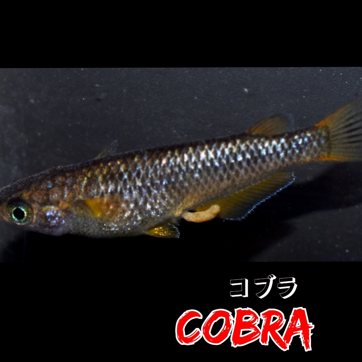 コブラ　フレーミングラメ　稚魚１０匹＋α　五式　ブラックダイヤ　クラウドグレー　メダカ　めだか　ラメ_画像5